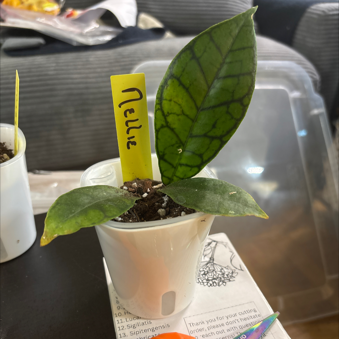 Photo of the plant species Hoya callistophylla 'Chibi' by @FitBrowallia named Nellie on Greg, the plant care app