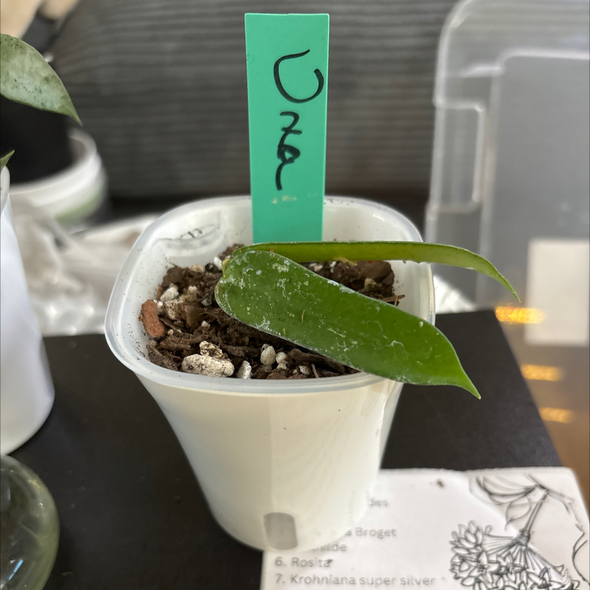 Photo of the plant species Hoya pandurata by @FitBrowallia named Uma on Greg, the plant care app