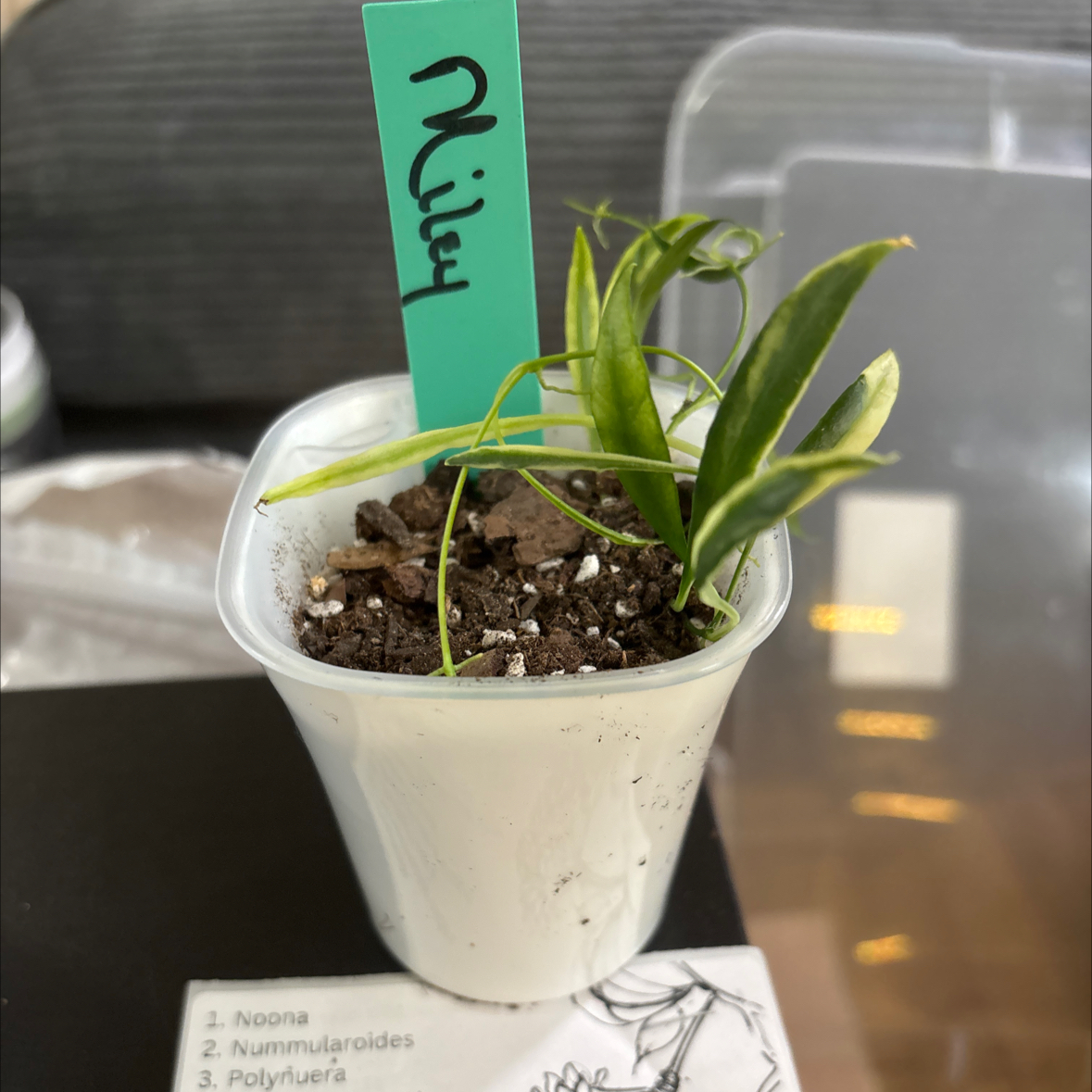 Photo of the plant species Tsangii Odetteae by @FitBrowallia named Miley on Greg, the plant care app