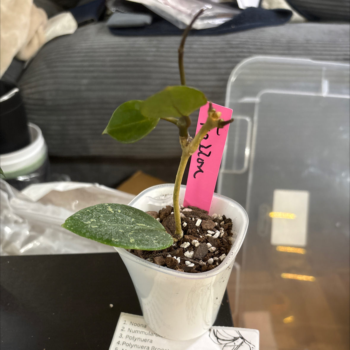 Photo of the plant species Hoya parasitica Splash by @FitBrowallia named Fallon on Greg, the plant care app