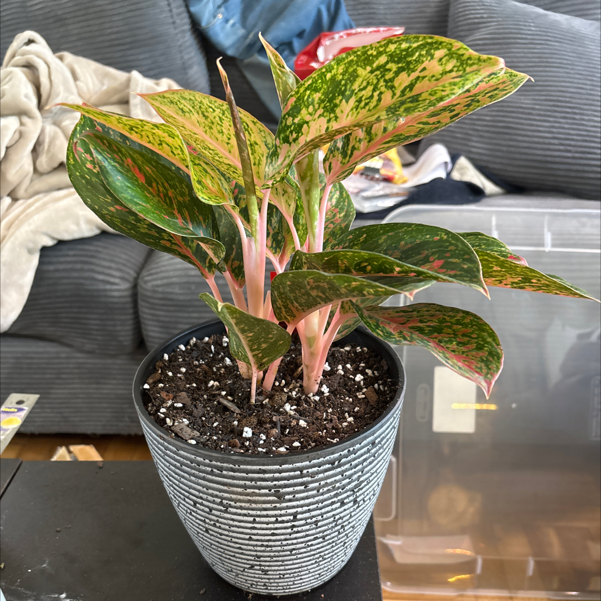 Photo of the plant species Aglaonema 'Chanel' by @FitBrowallia named Freckles on Greg, the plant care app