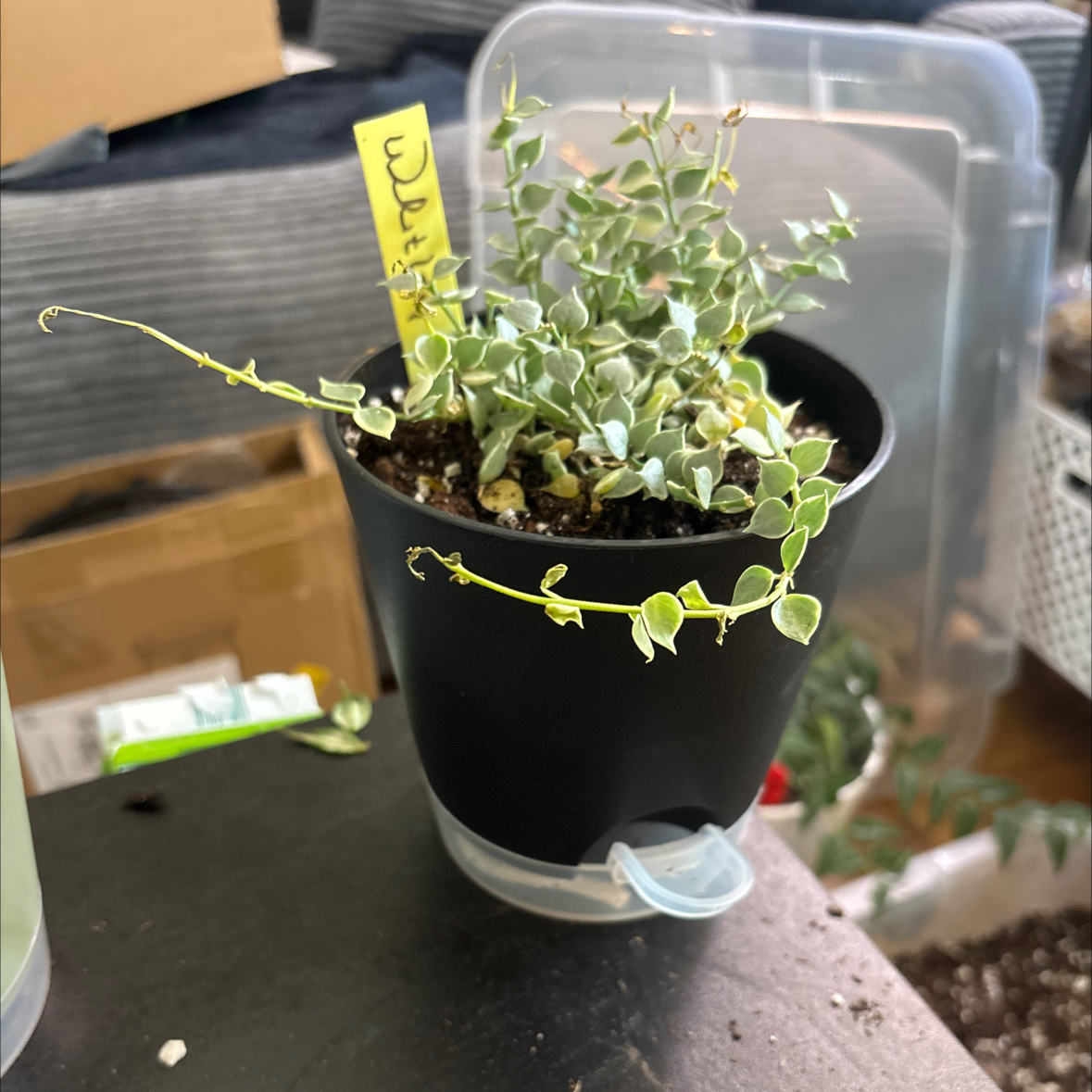 Photo of the plant species Million Hearts Dischidia by @FitBrowallia named Whitney on Greg, the plant care app