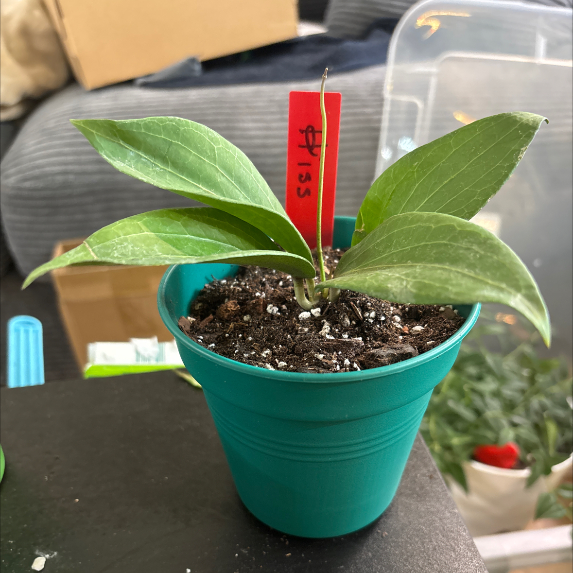 Photo of the plant species Hoya pottsii 'Khao Yai' by @FitBrowallia named Hiss on Greg, the plant care app