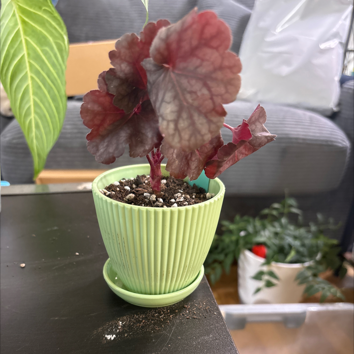 Photo of the plant species Heuchera 'Berry Smoothie' by @FitBrowallia named Spicy on Greg, the plant care app
