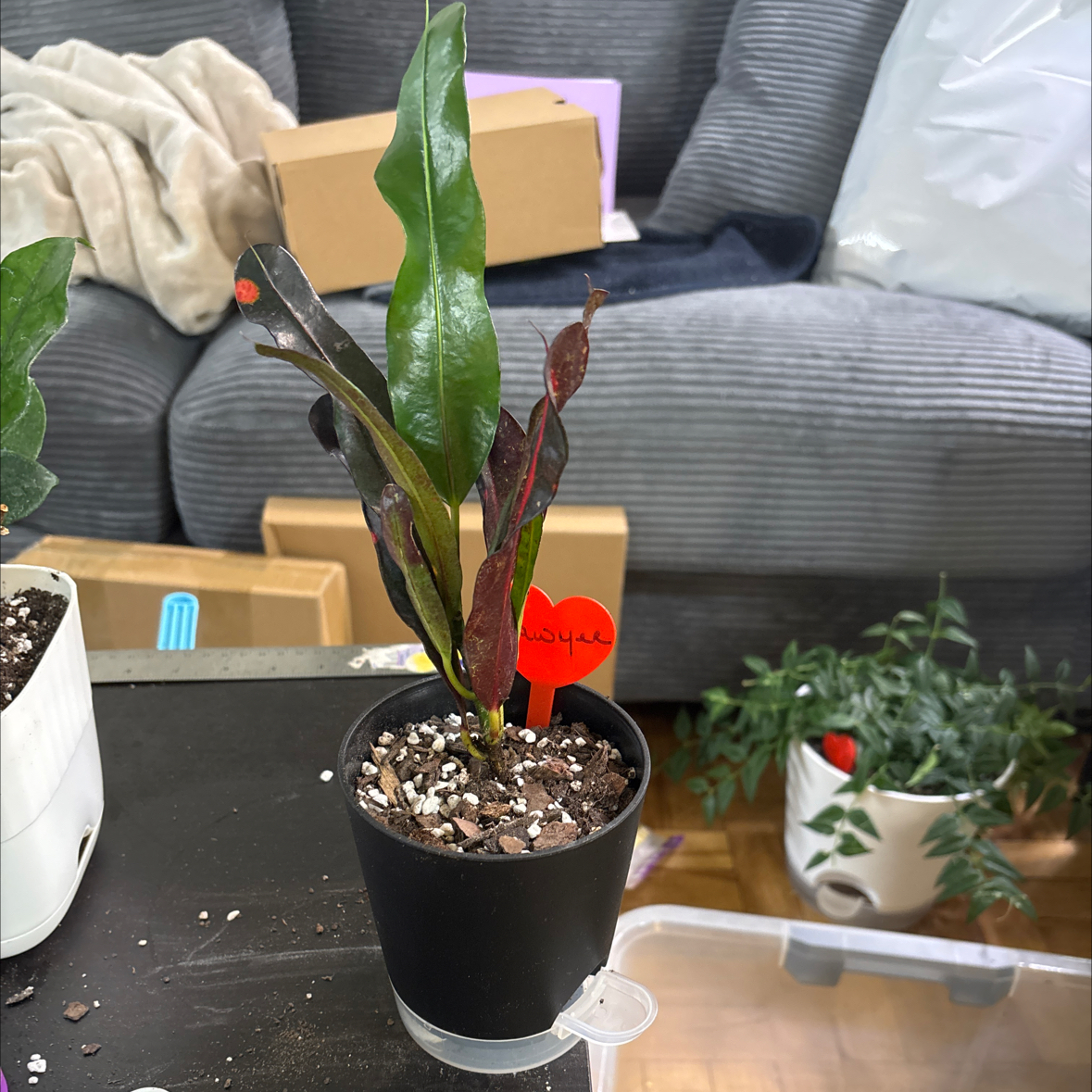Photo of the plant species Mammy Croton by @FitBrowallia named Sawyer on Greg, the plant care app