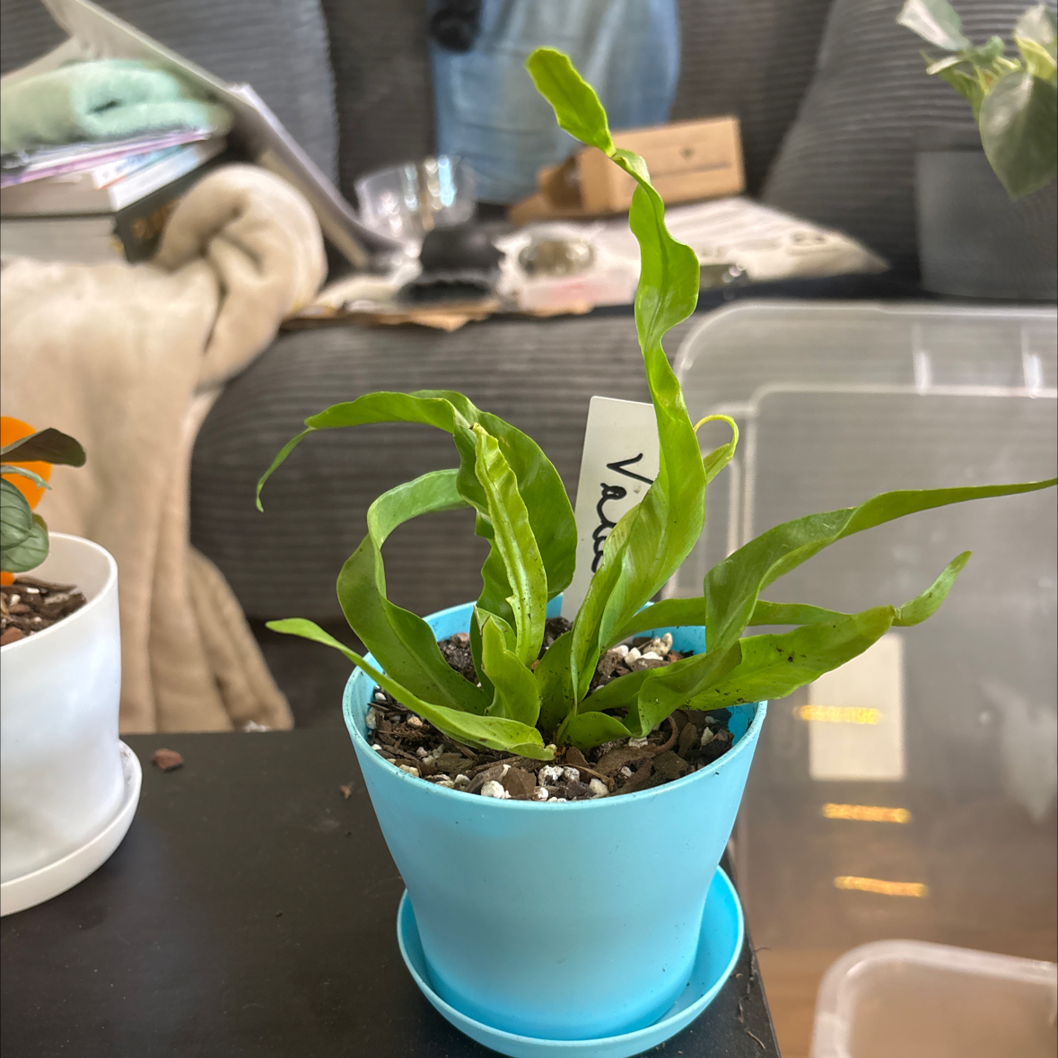 Photo of the plant species Hurricane Fern by @FitBrowallia named Vanee on Greg, the plant care app