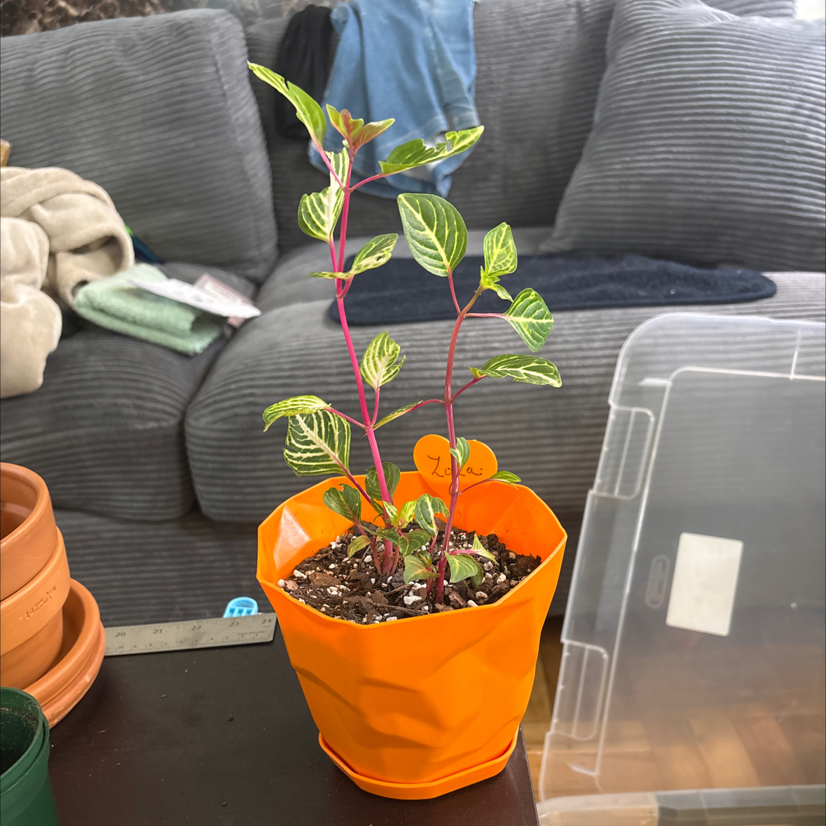 Photo of the plant species Chicken Gizzard by @FitBrowallia named Zola on Greg, the plant care app