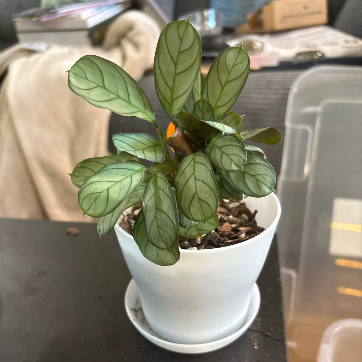 Photo of the plant species Never Never Plant by @FitBrowallia named Quest on Greg, the plant care app