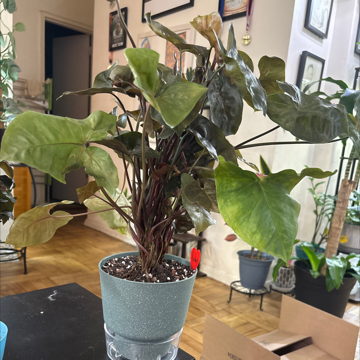 Photo of the plant species Syngonium 'Maria Allusion' by @FitBrowallia named Roman on Greg, the plant care app