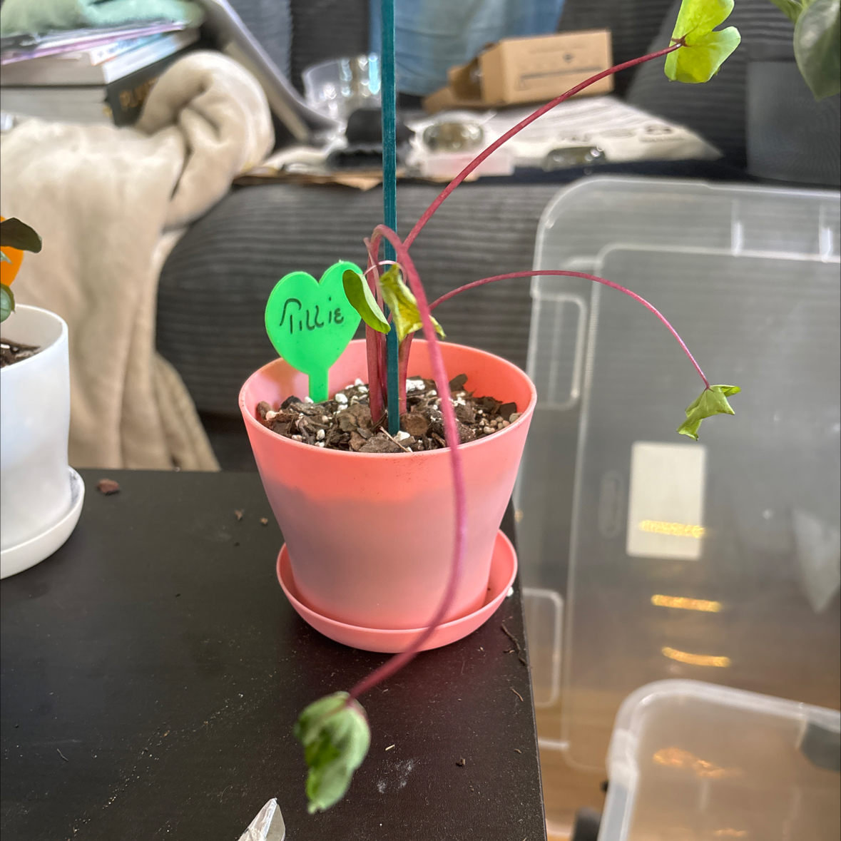 Photo of the plant species Hawaiian Punch Taro by @FitBrowallia named Tillie on Greg, the plant care app