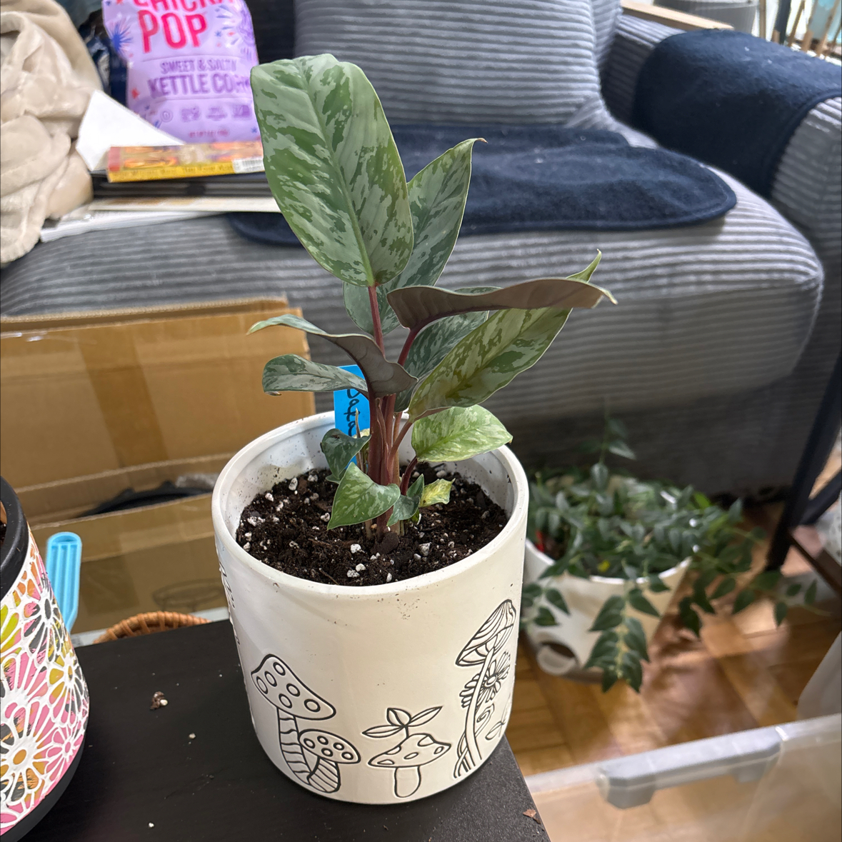 Photo of the plant species homalomena purple sword by @FitBrowallia named Dara on Greg, the plant care app