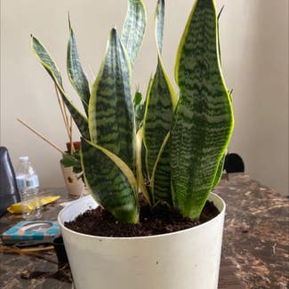 Snake Plant plant in Yonkers, New York