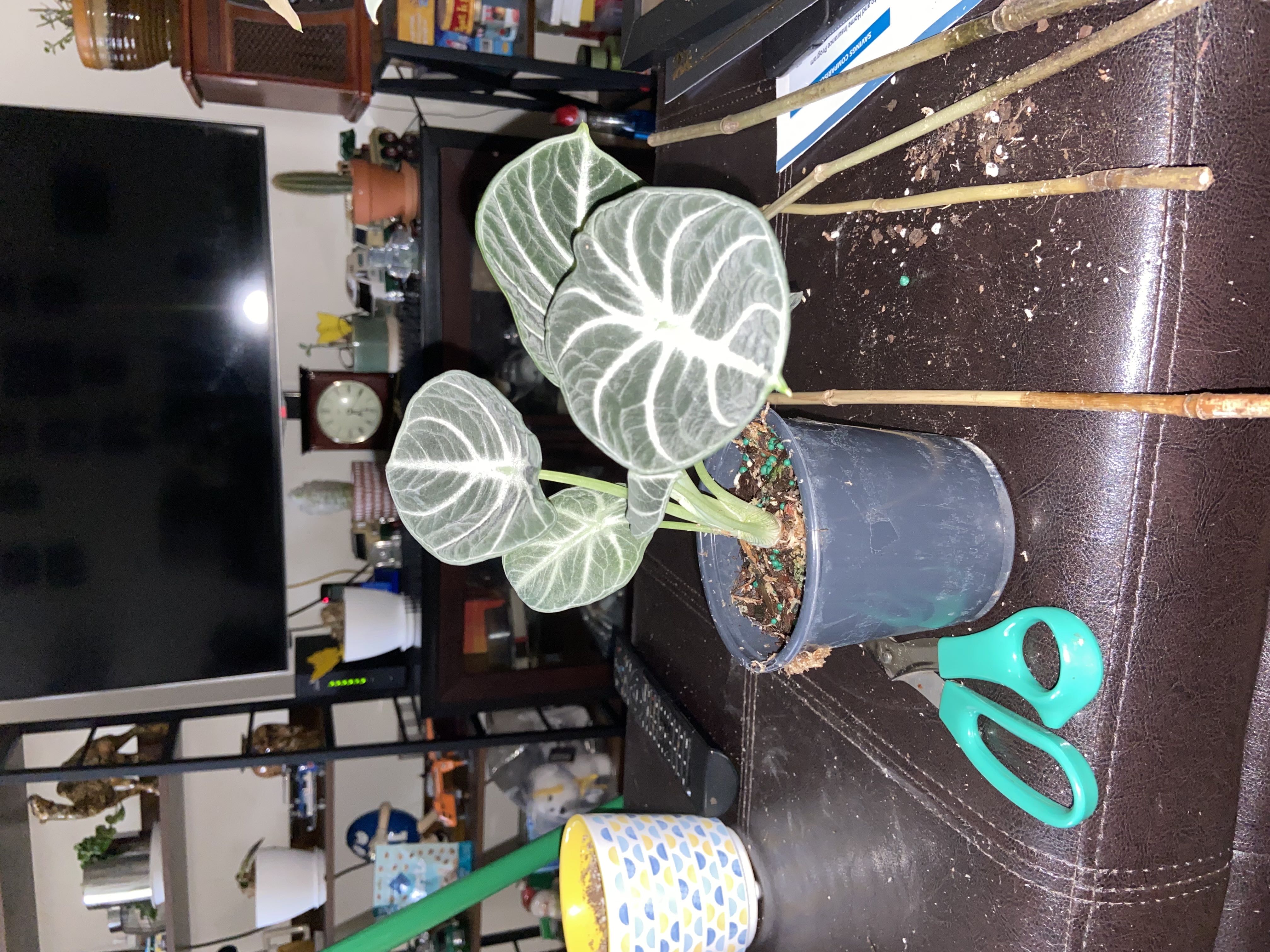 Photo from the post