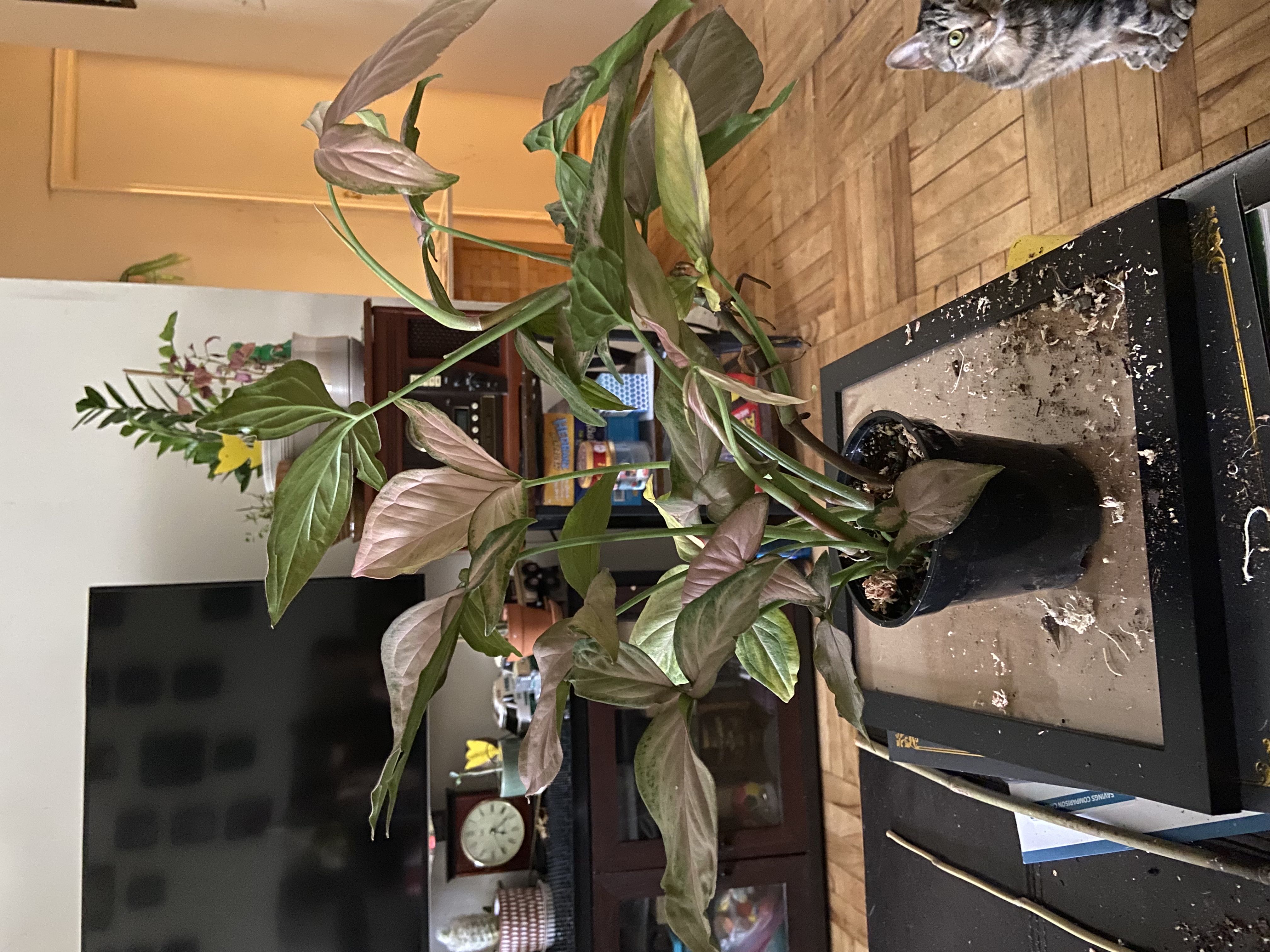 Photo from the post