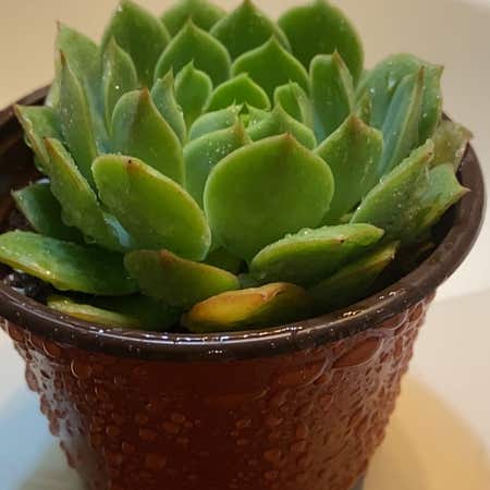 Photo of the plant species Echeveria 'Ramillete' by @FitBrowallia named Ramsey on Greg, the plant care app