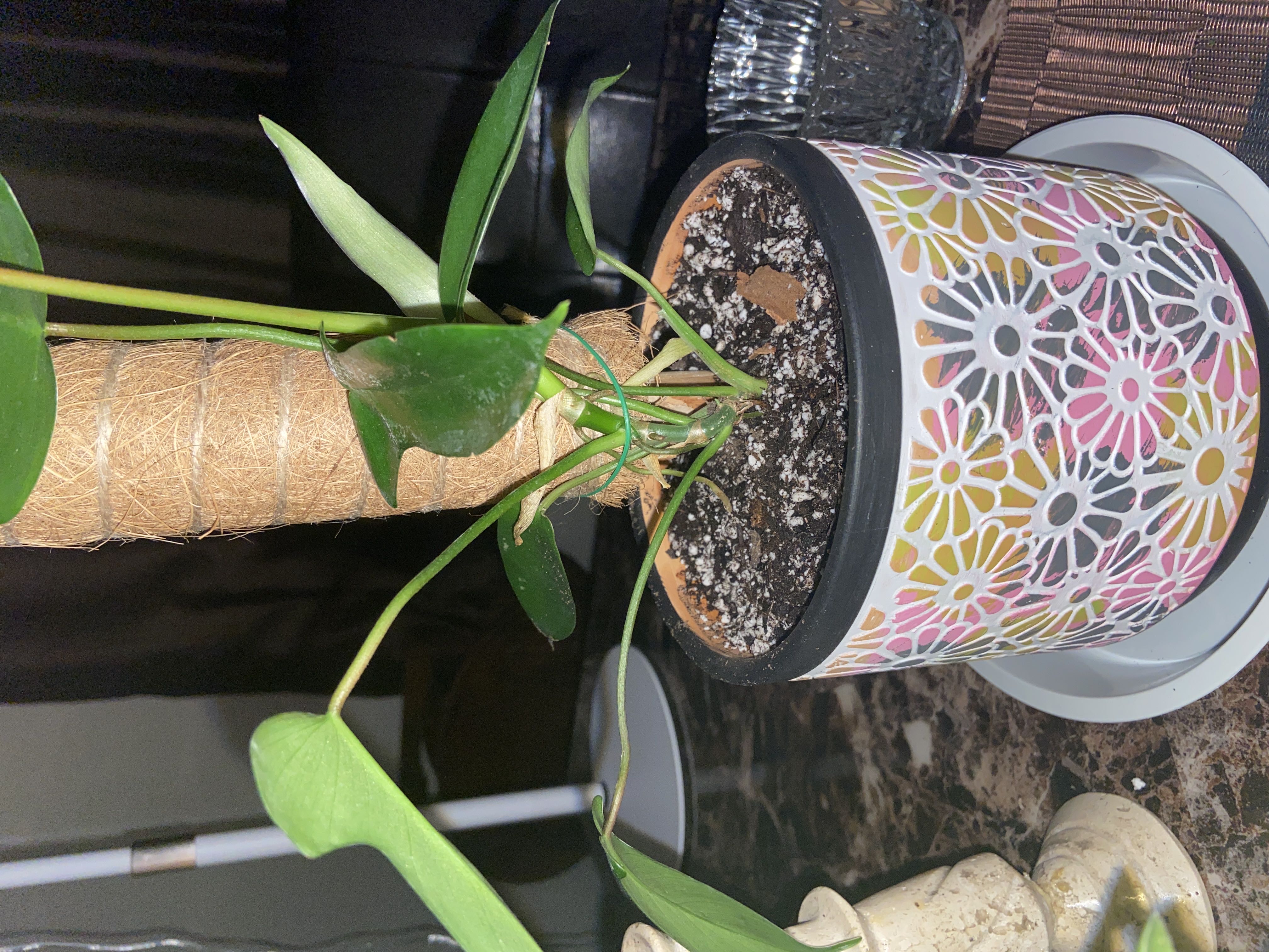 Photo from the post