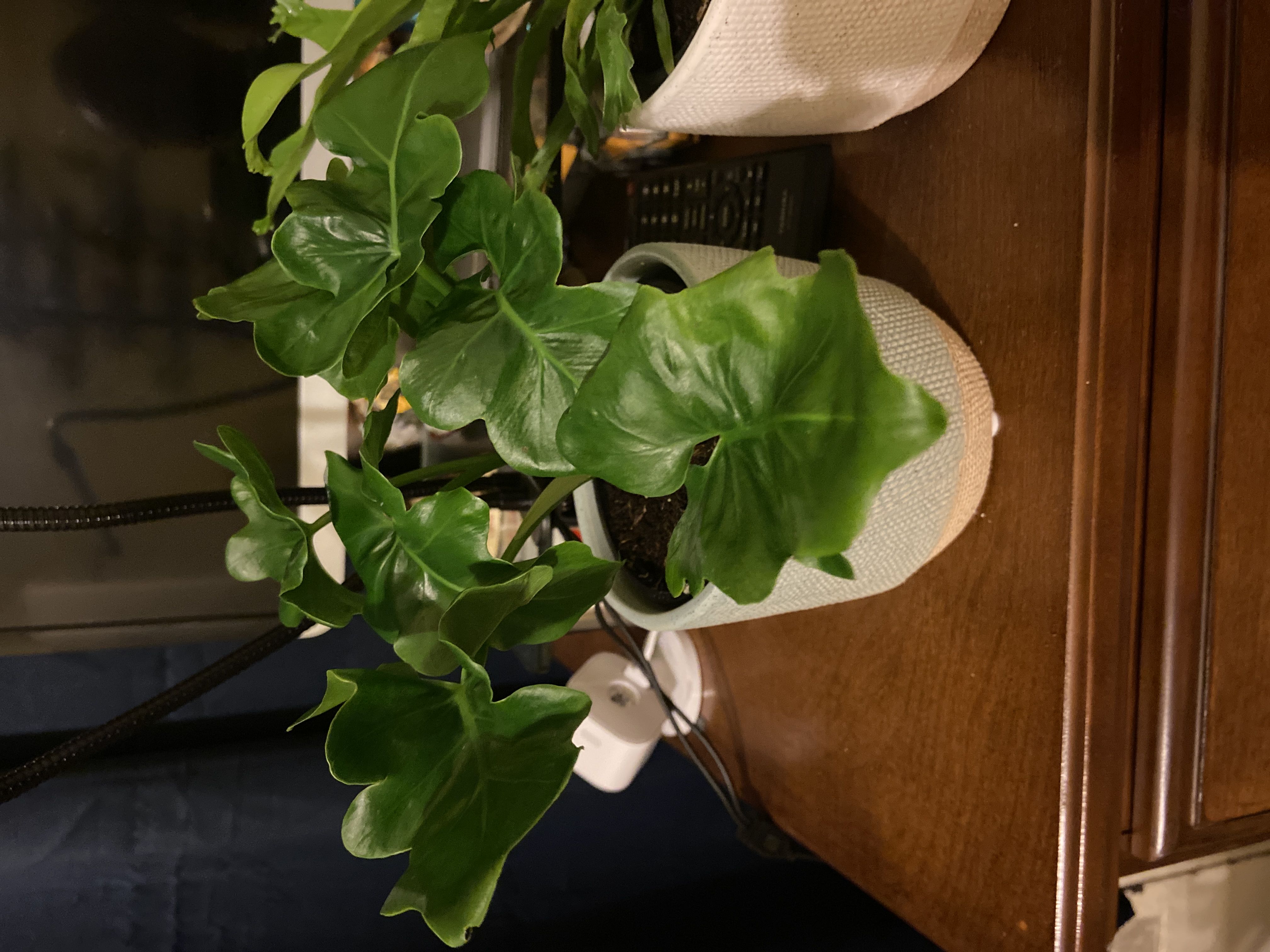 Photo from the post