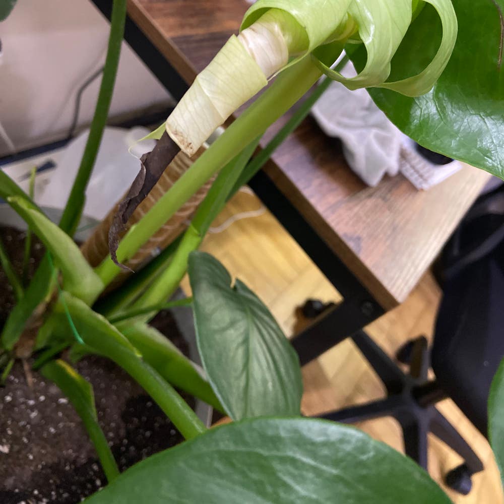 Keep Your Monstera Alive: Light, Water & Care Instructions