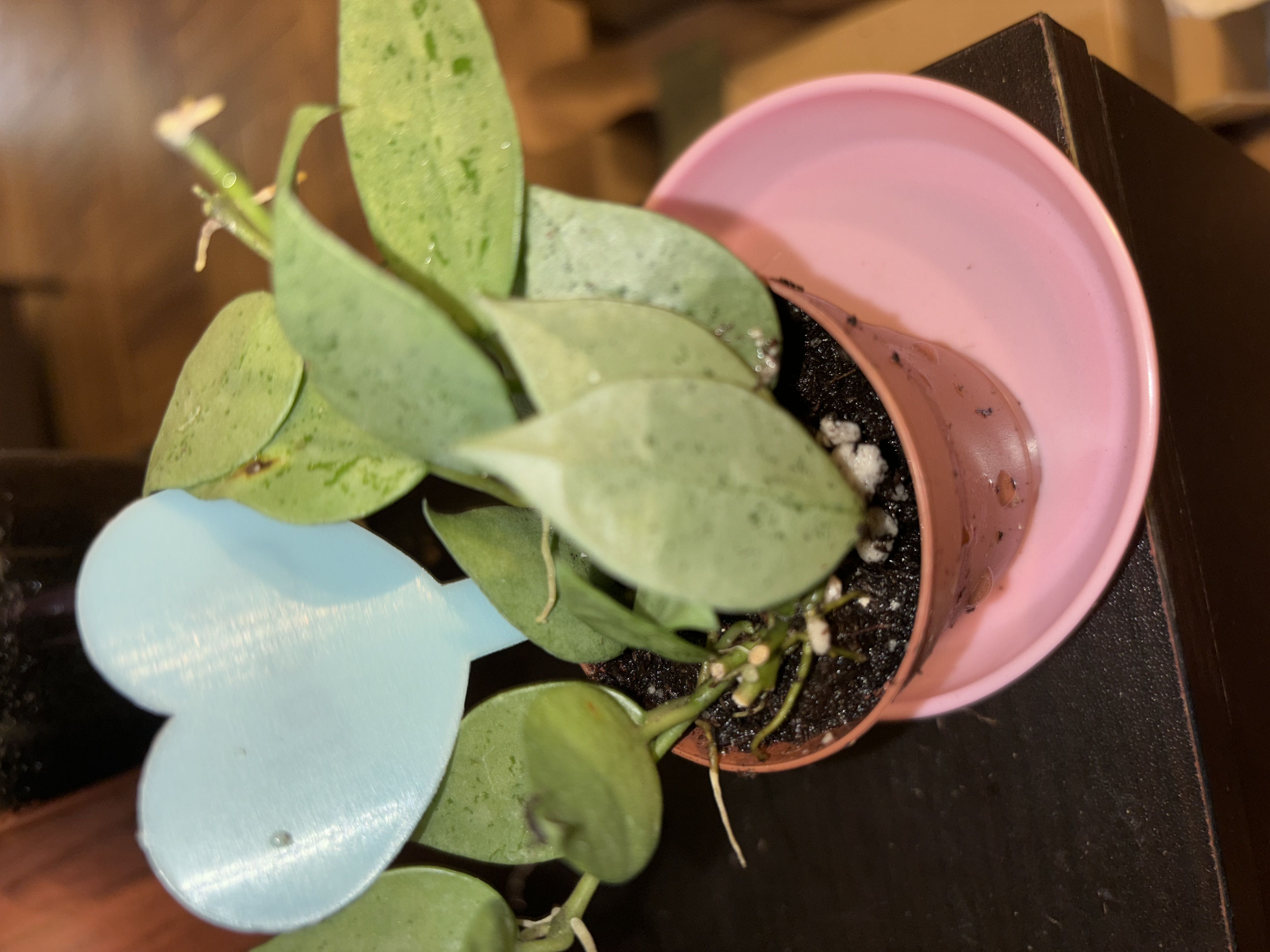Photo from the post