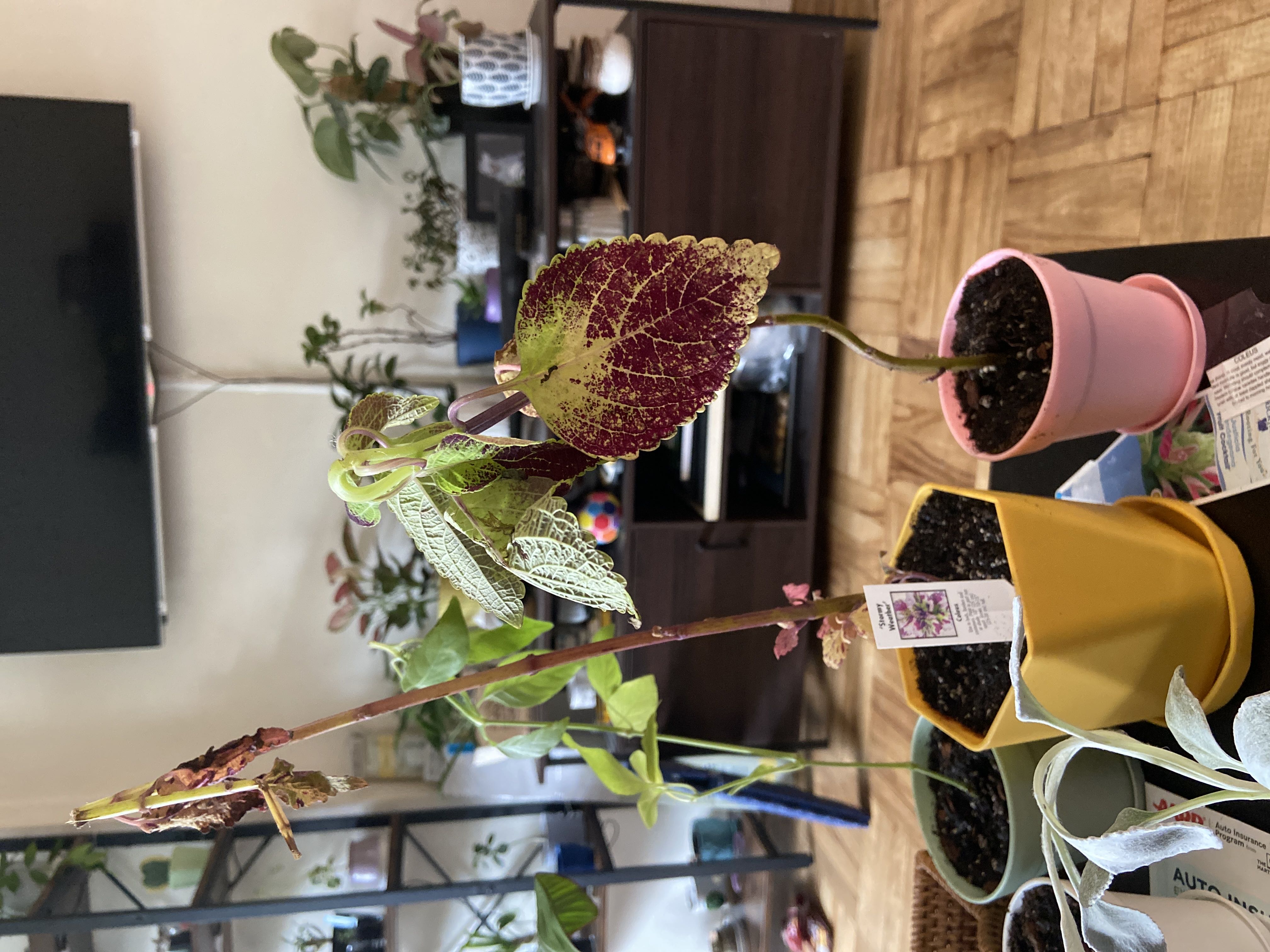 Photo from the post