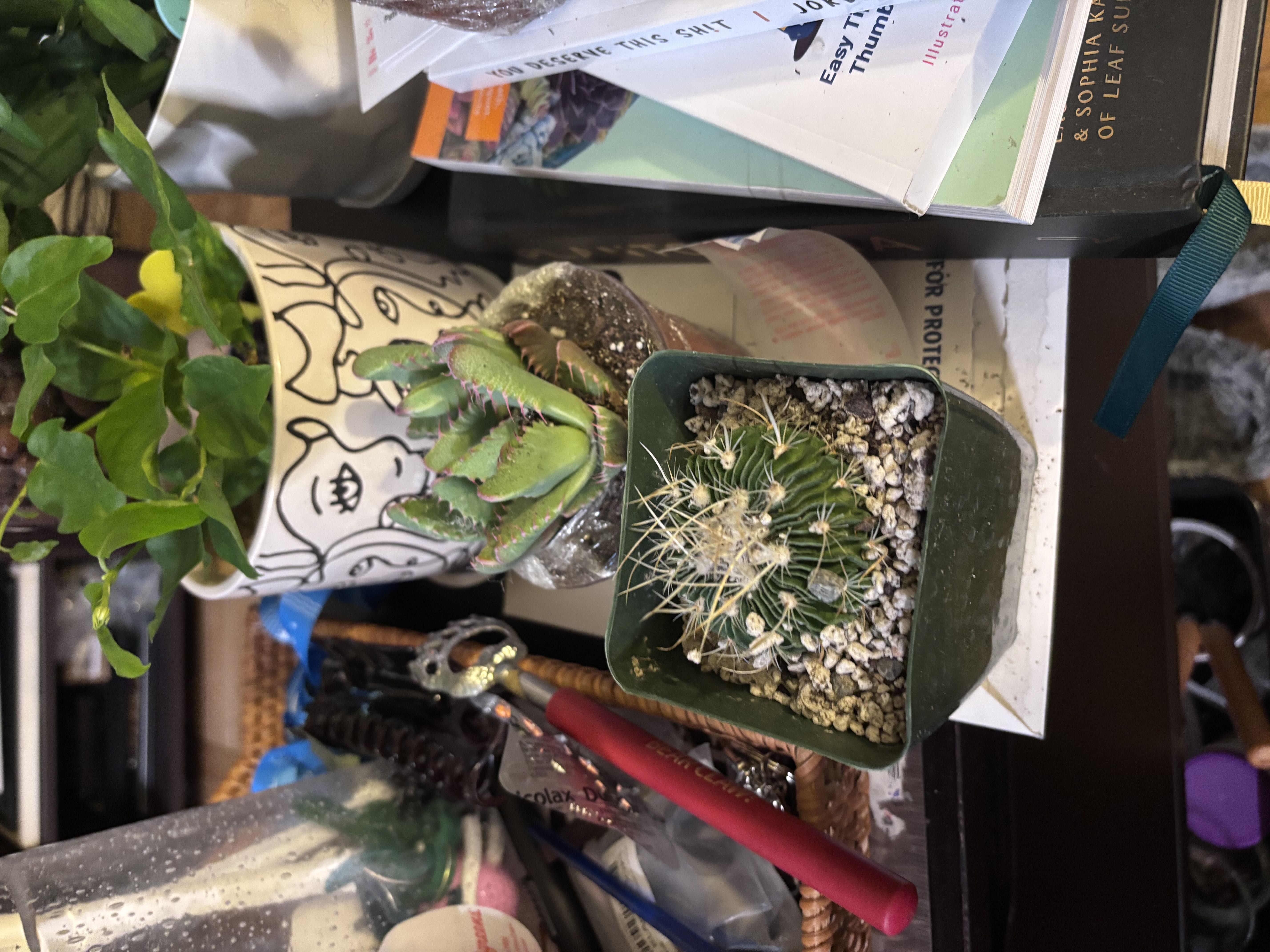 Photo from the post