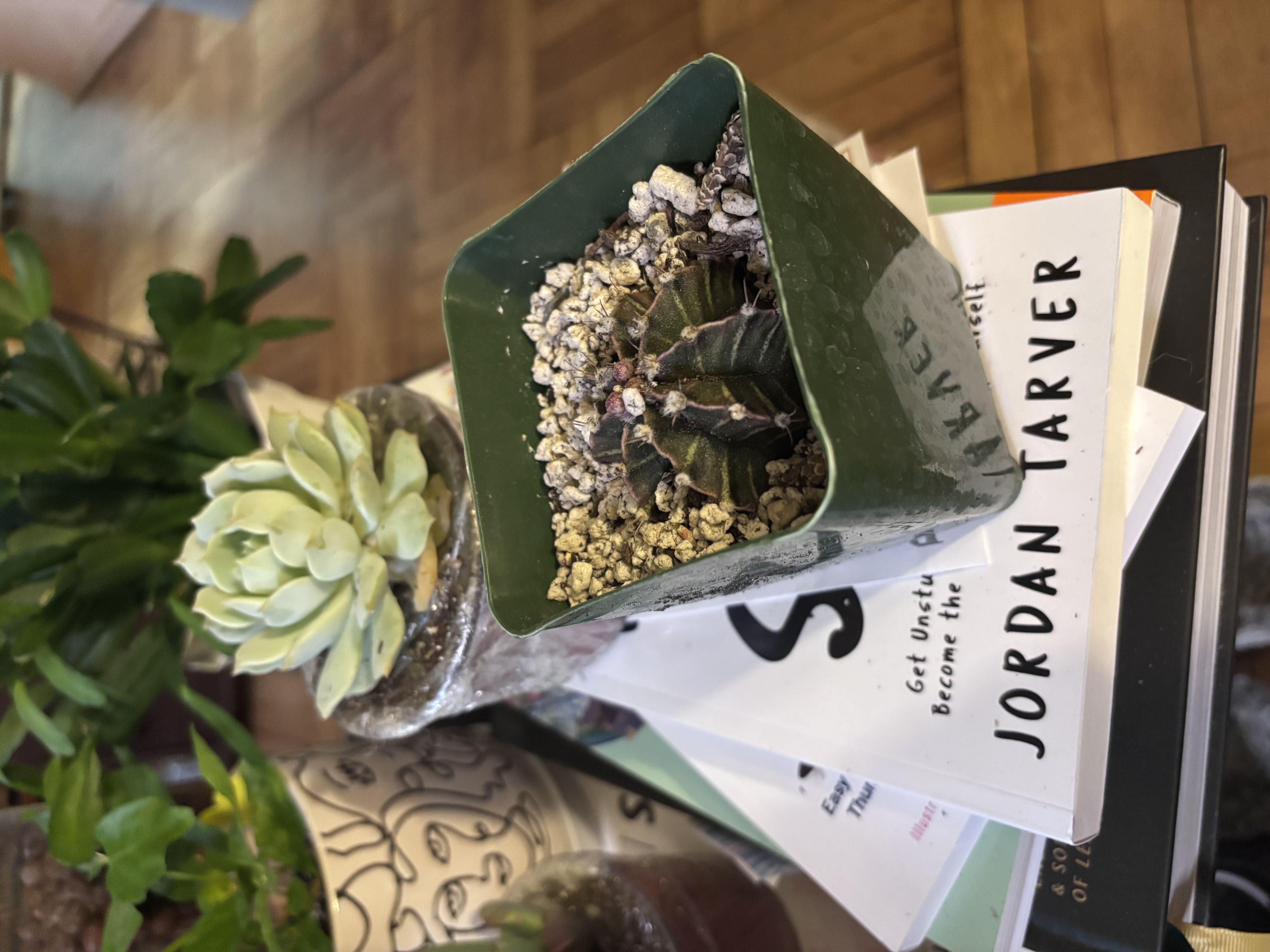 Photo from the post