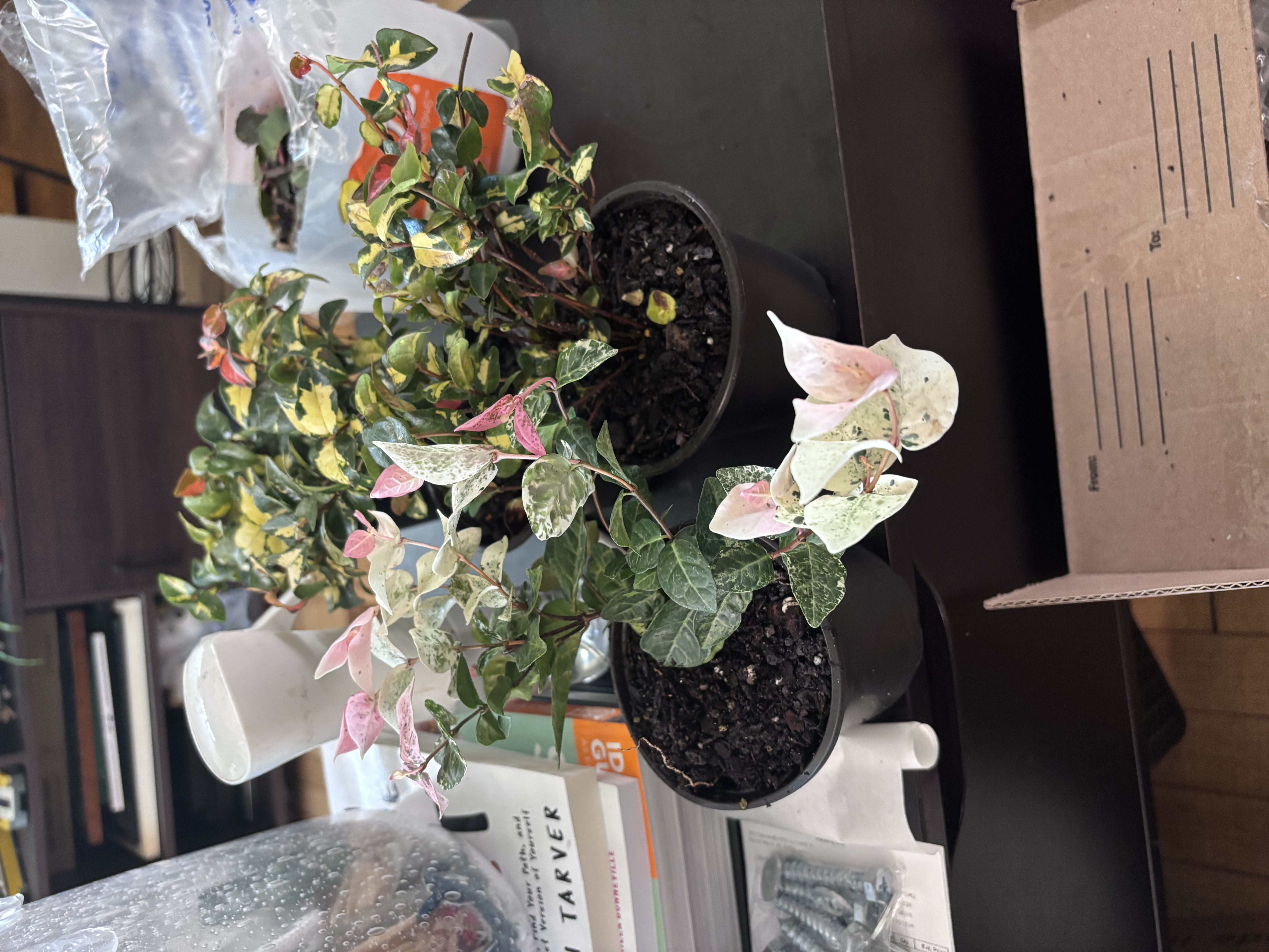 Photo from the post