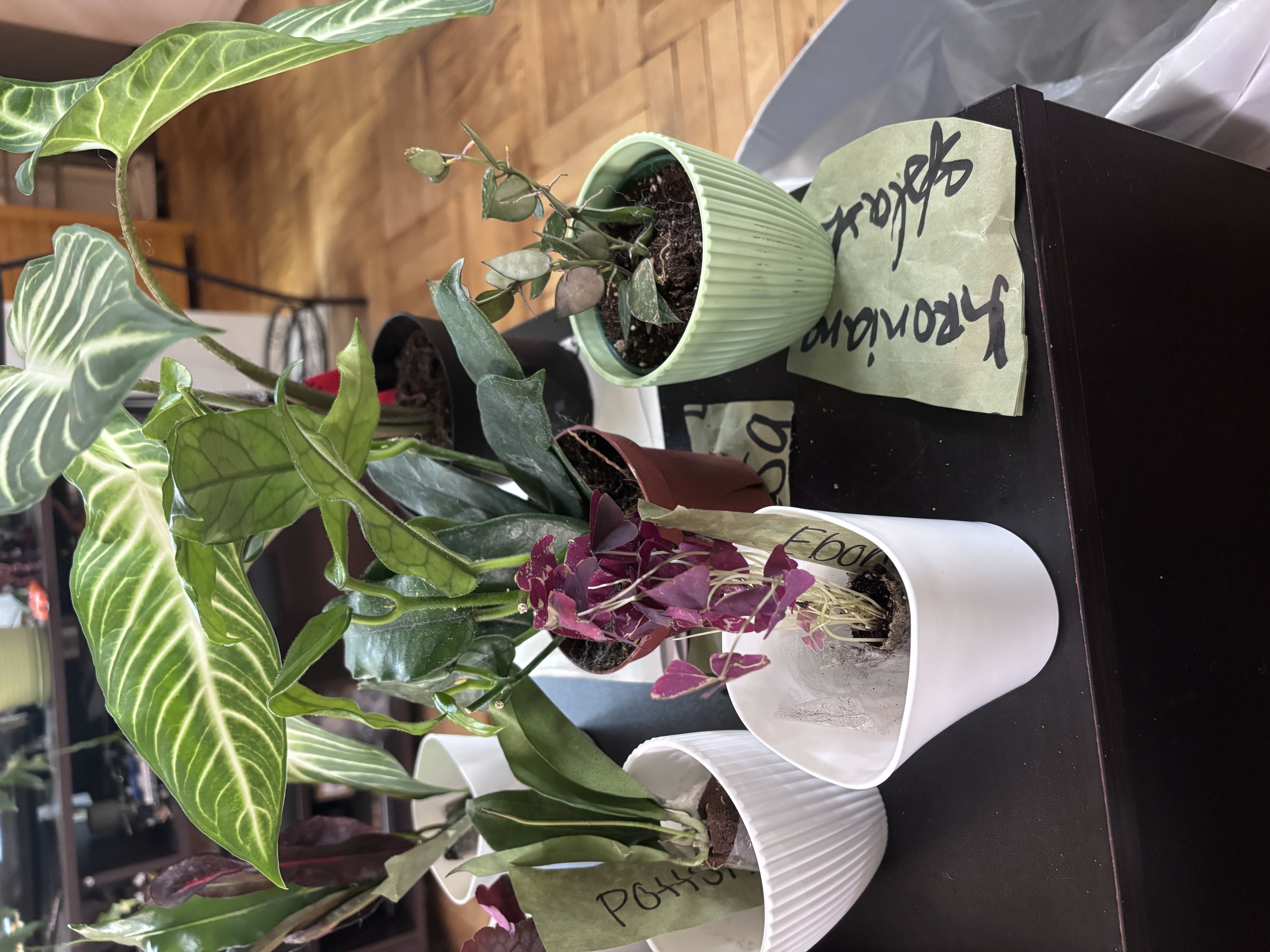 Photo from the post