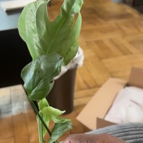 Photo of the plant species Amydrium 'Spider Man' by @FitBrowallia named Morgan Treeman on Greg, the plant care app