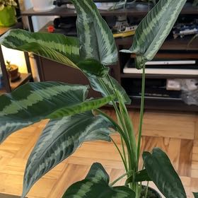 Photo of the plant species Schismatoglottis wallichii by @FitBrowallia named Lily on Greg, the plant care app