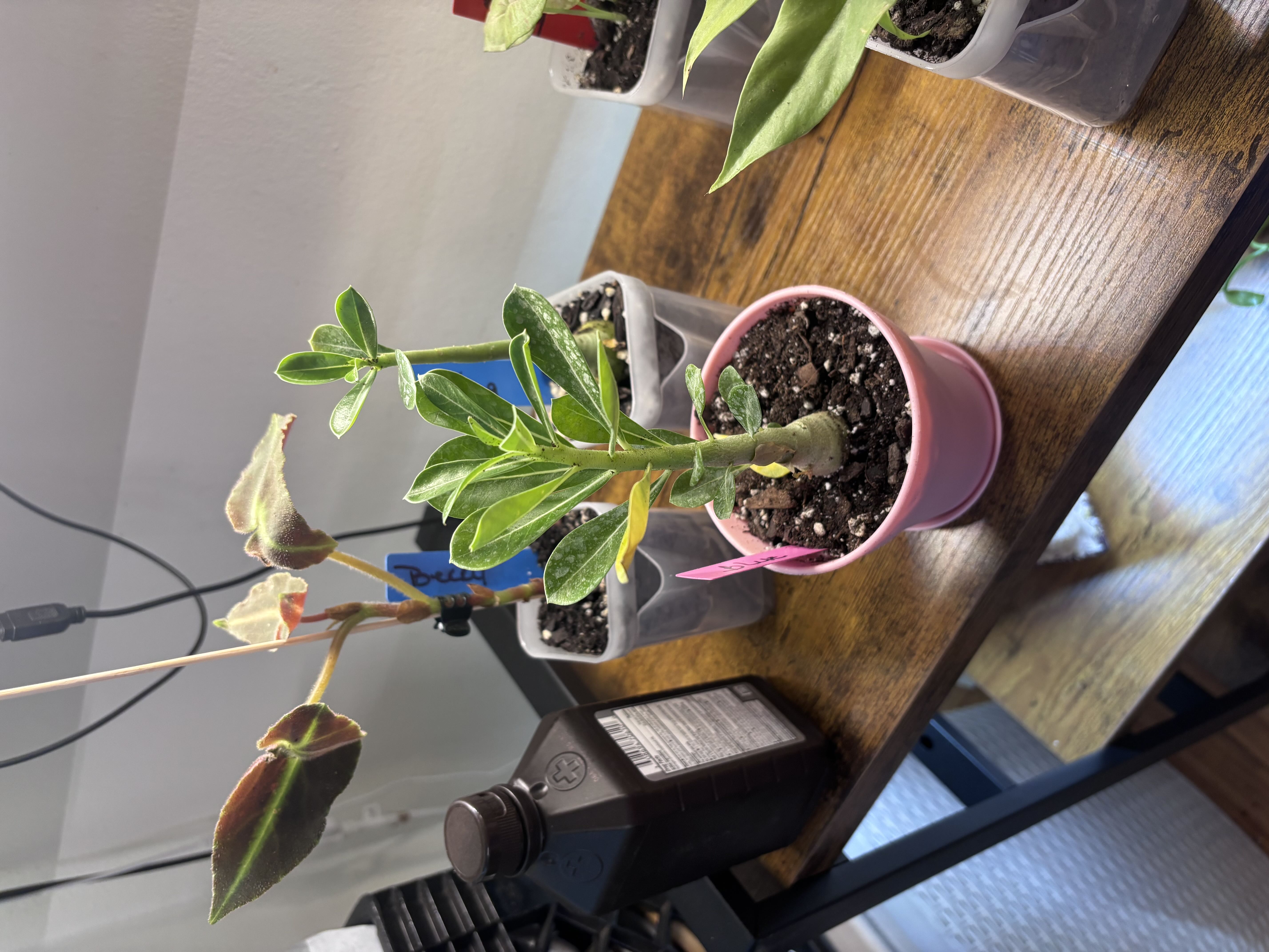 Photo from the post