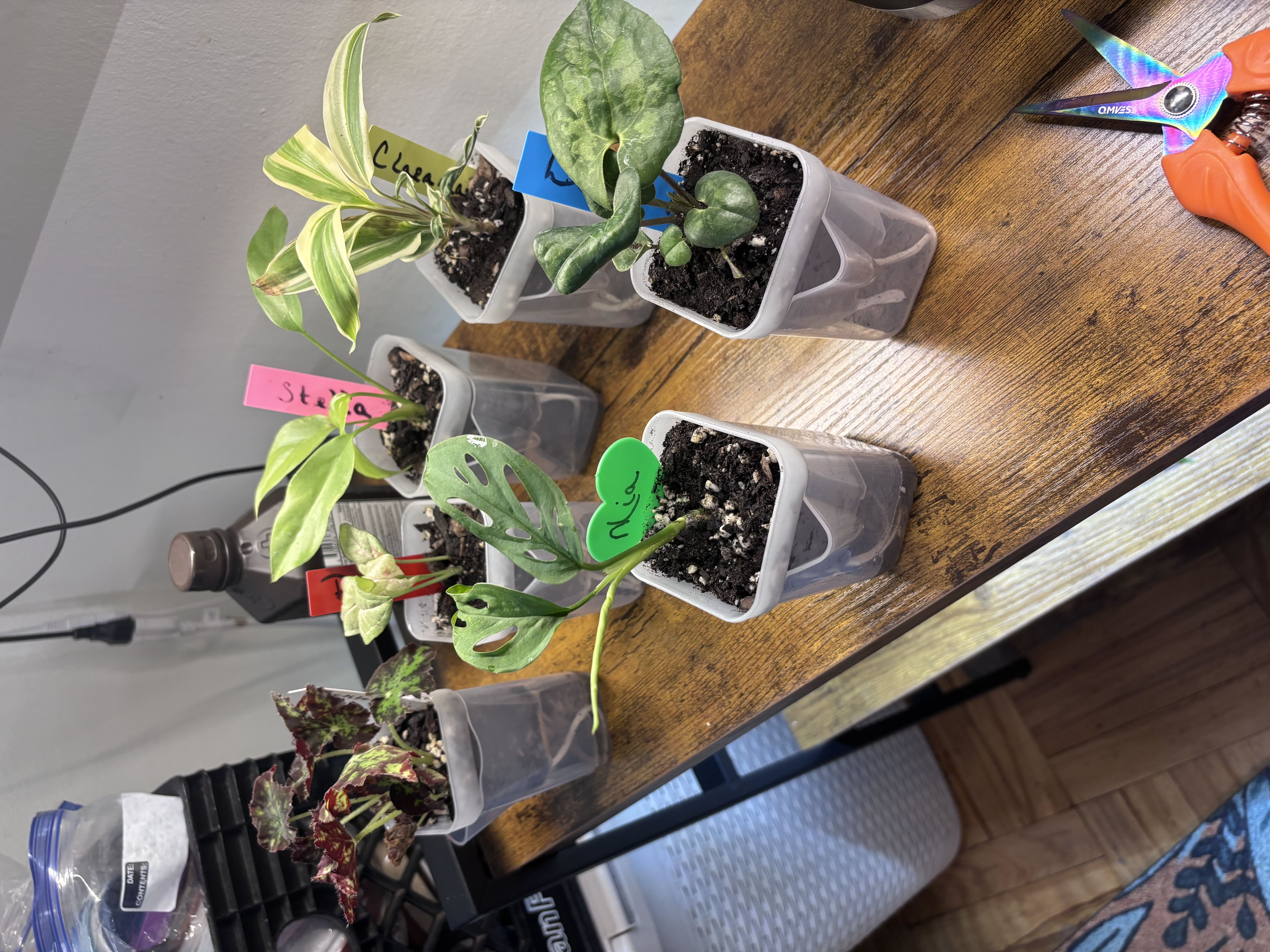 Photo from the post