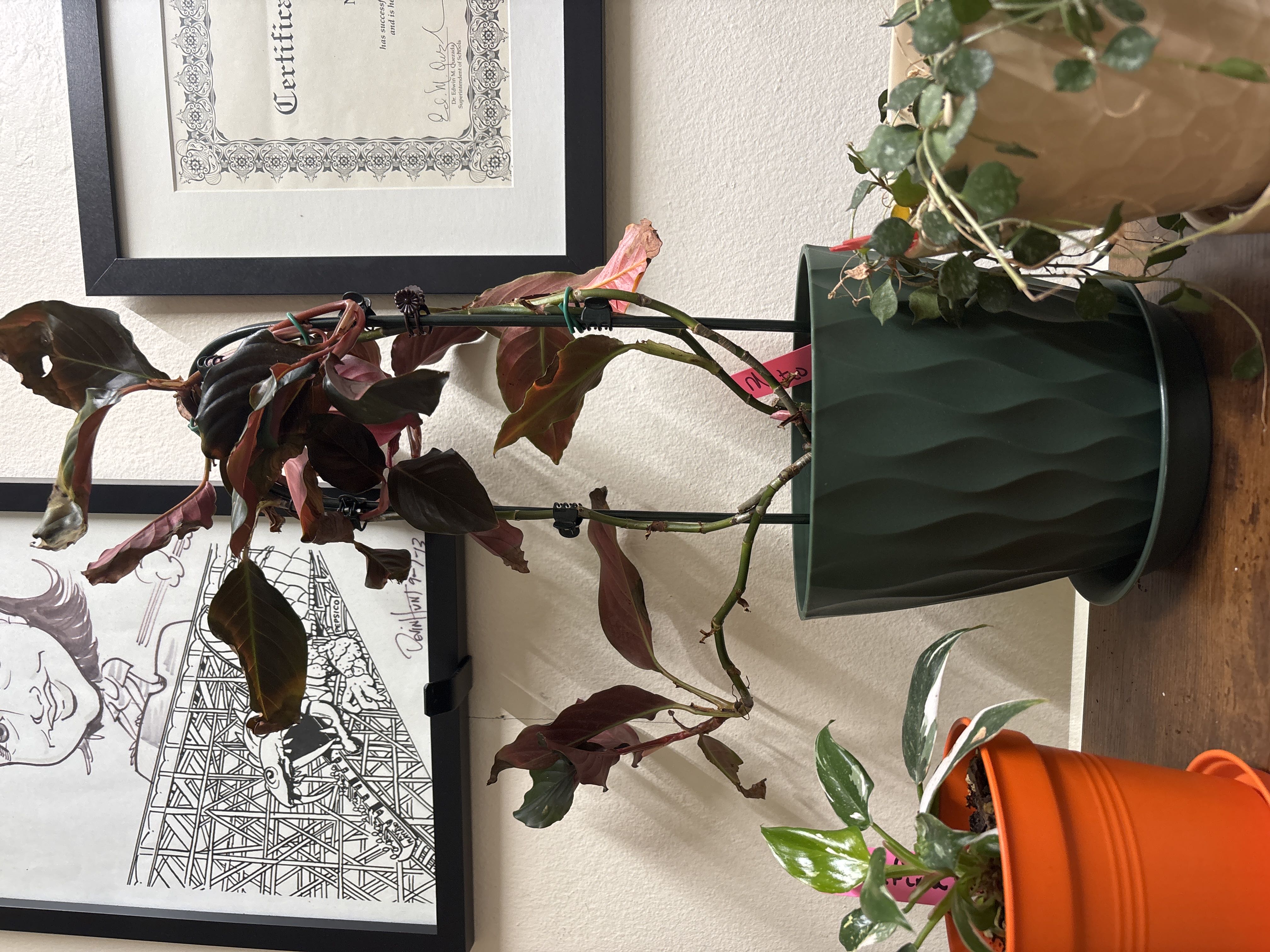 Photo from the post