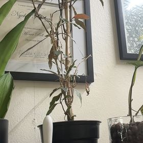 Photo of the plant species Stainless Steel by @FitBrowallia named Take 2 on Greg, the plant care app