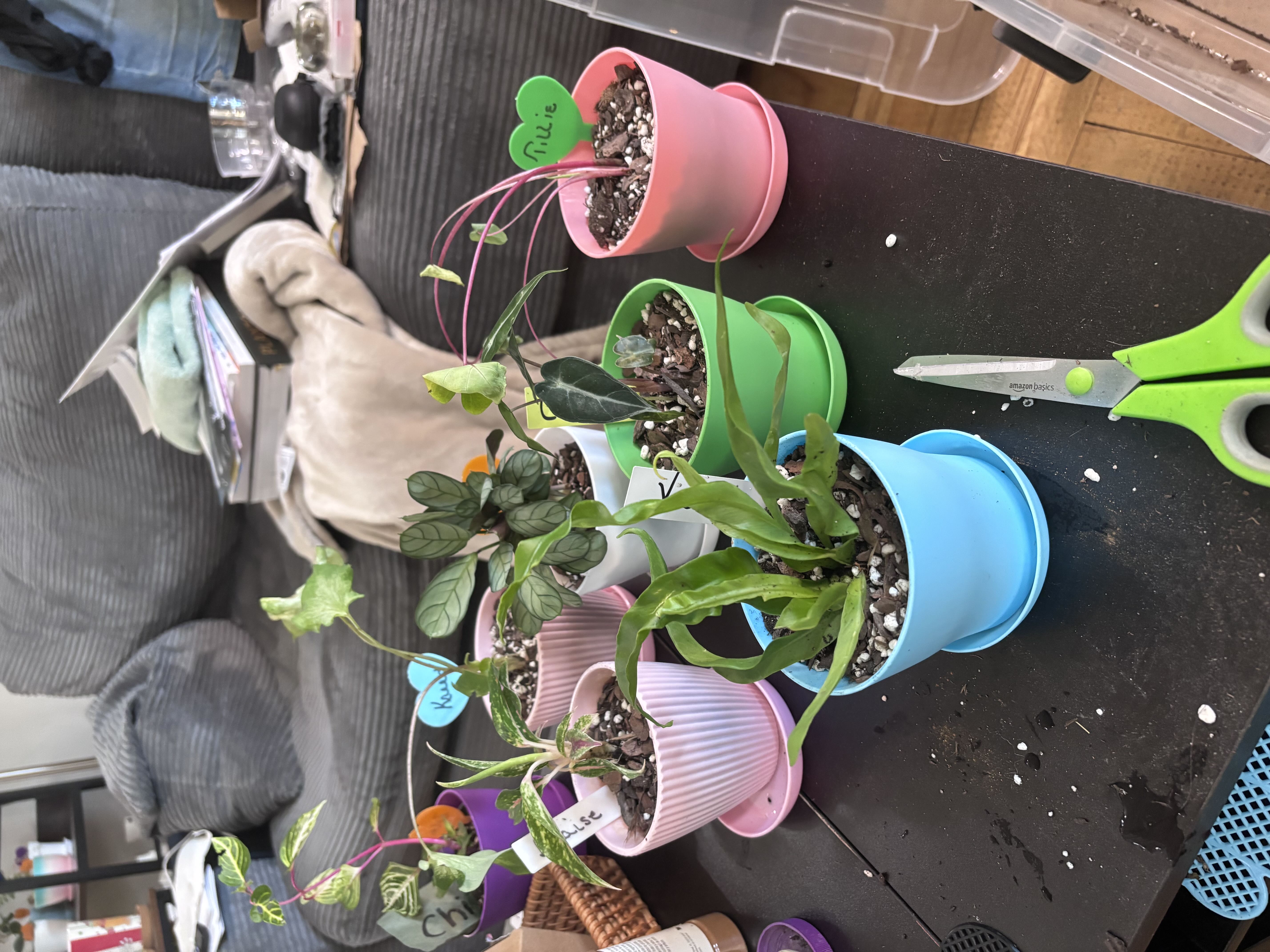 Photo from the post