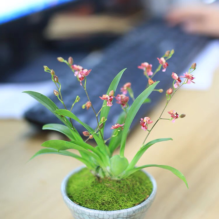 Photo of the plant species Chinese magnolia by @CozyBearcorn named Flower on Greg, the plant care app