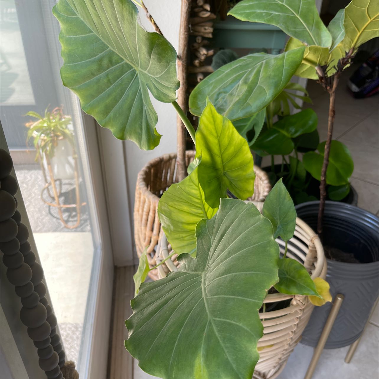 Alocasia 'Portora' plant with some yellowing leaves in a woven basket near a window.