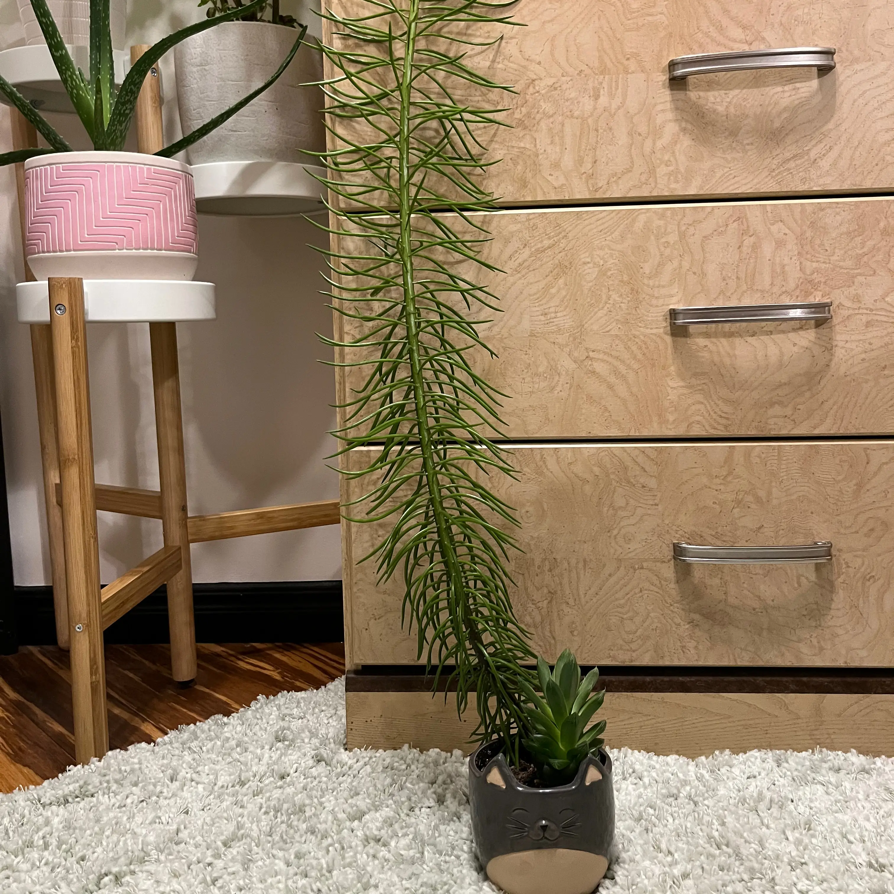 Photo of the plant species Barberton groundsel or succulent bush senecio by @sklizzy named cat tail guy on Greg, the plant care app