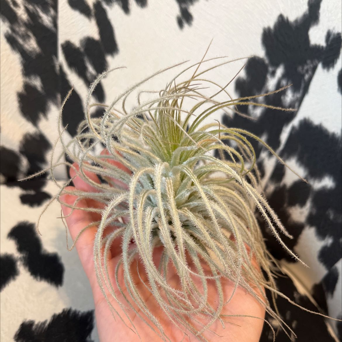 Photo of the plant species Peru Air Plant by @sklizzy named jellyfish on Greg, the plant care app