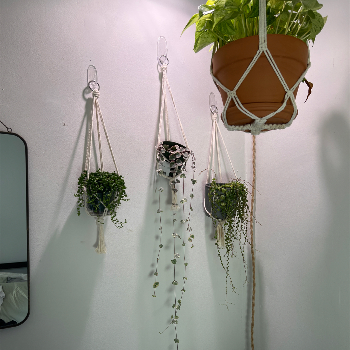 Variegated String of Hearts plant hanging among other plants, well-framed and in focus.