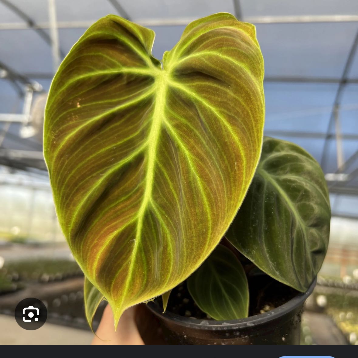 Philodendron El Choco Red with healthy leaves and prominent veining.