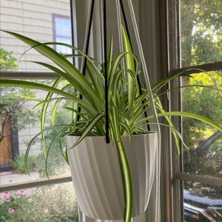 Spider Plant plant in Shaker Heights, Ohio