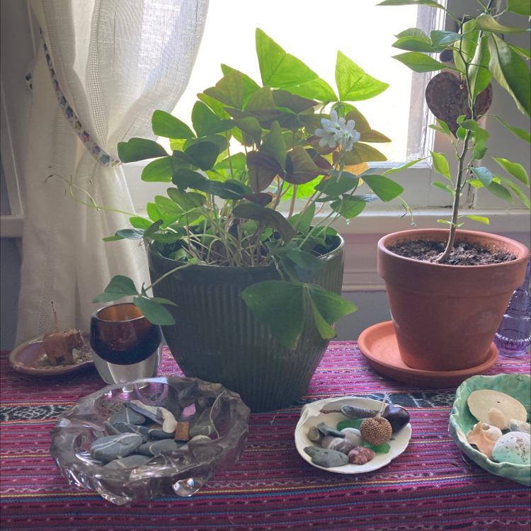 Potted Shamrock plant with green leaves and a small white flower, placed on a table with decorative items.