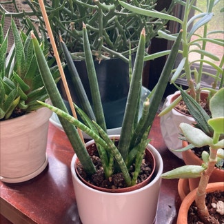 Cylindrical Snake Plant plant in Shaker Heights, Ohio