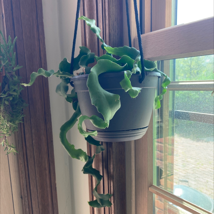 Curly Locks Orchid Cactus in a hanging pot by a window, with curly green leaves.
