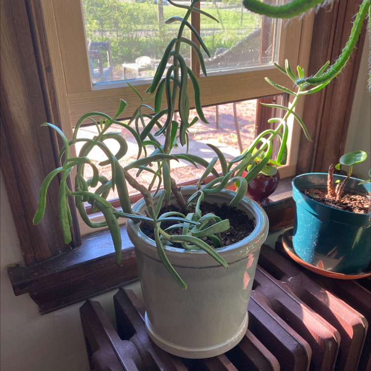 Photo of the plant species cotyledun chocolate fingers by @NewFrogfruit named Gronk on Greg, the plant care app