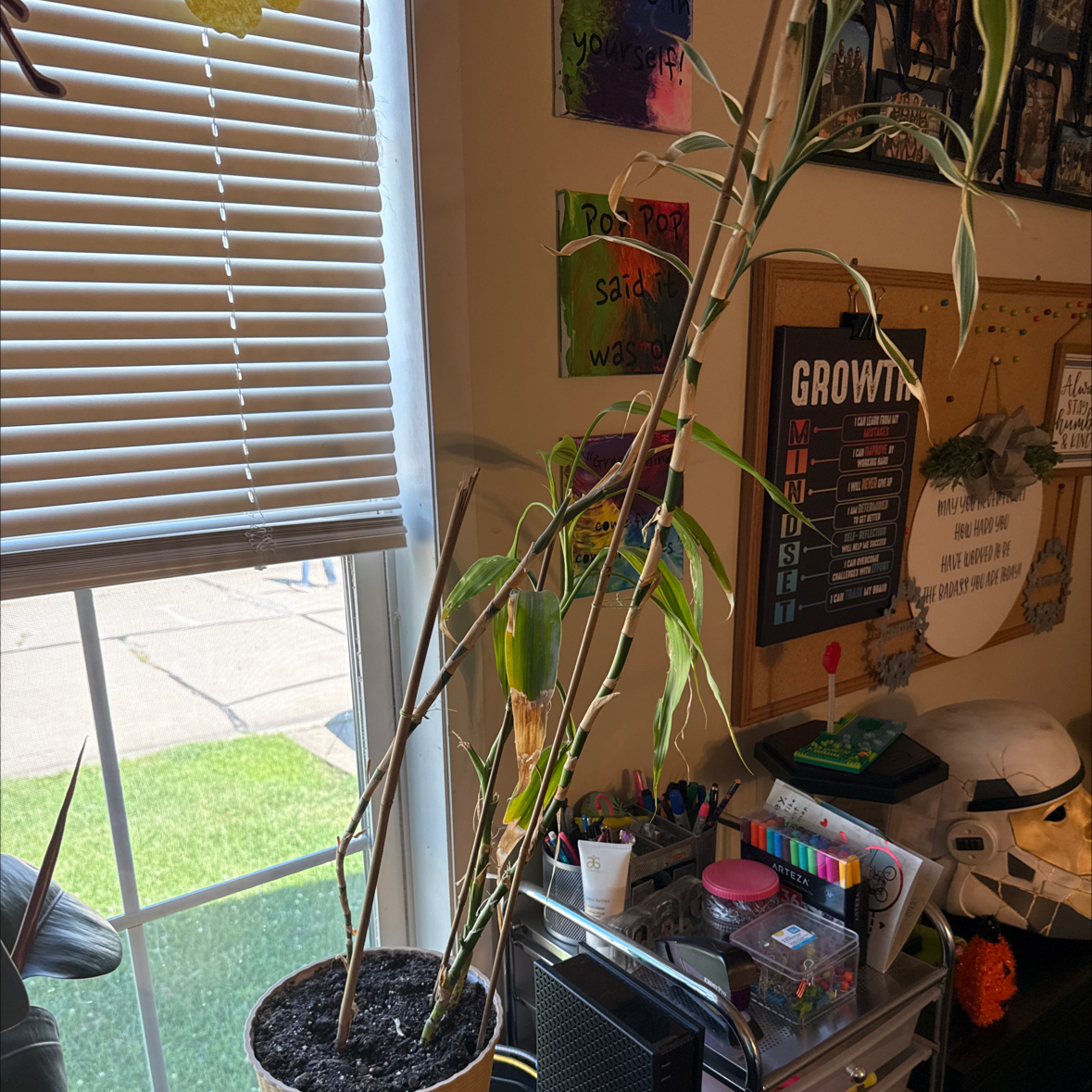 Photo of the plant species Bamboo by @mom2ejc named William & Darwin on Greg, the plant care app