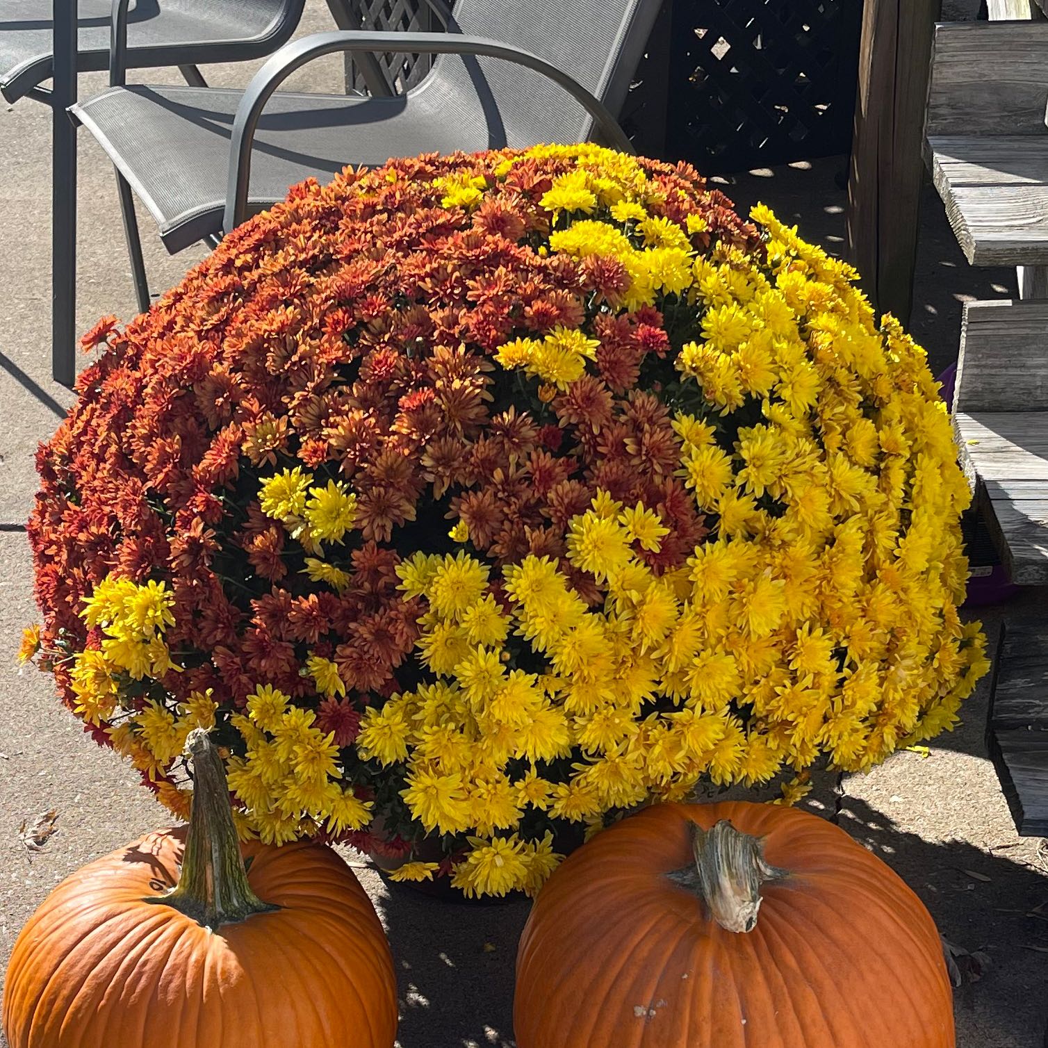 Chrysanthemum plant with vibrant yellow and red flowers, accompanied by two pumpkins.