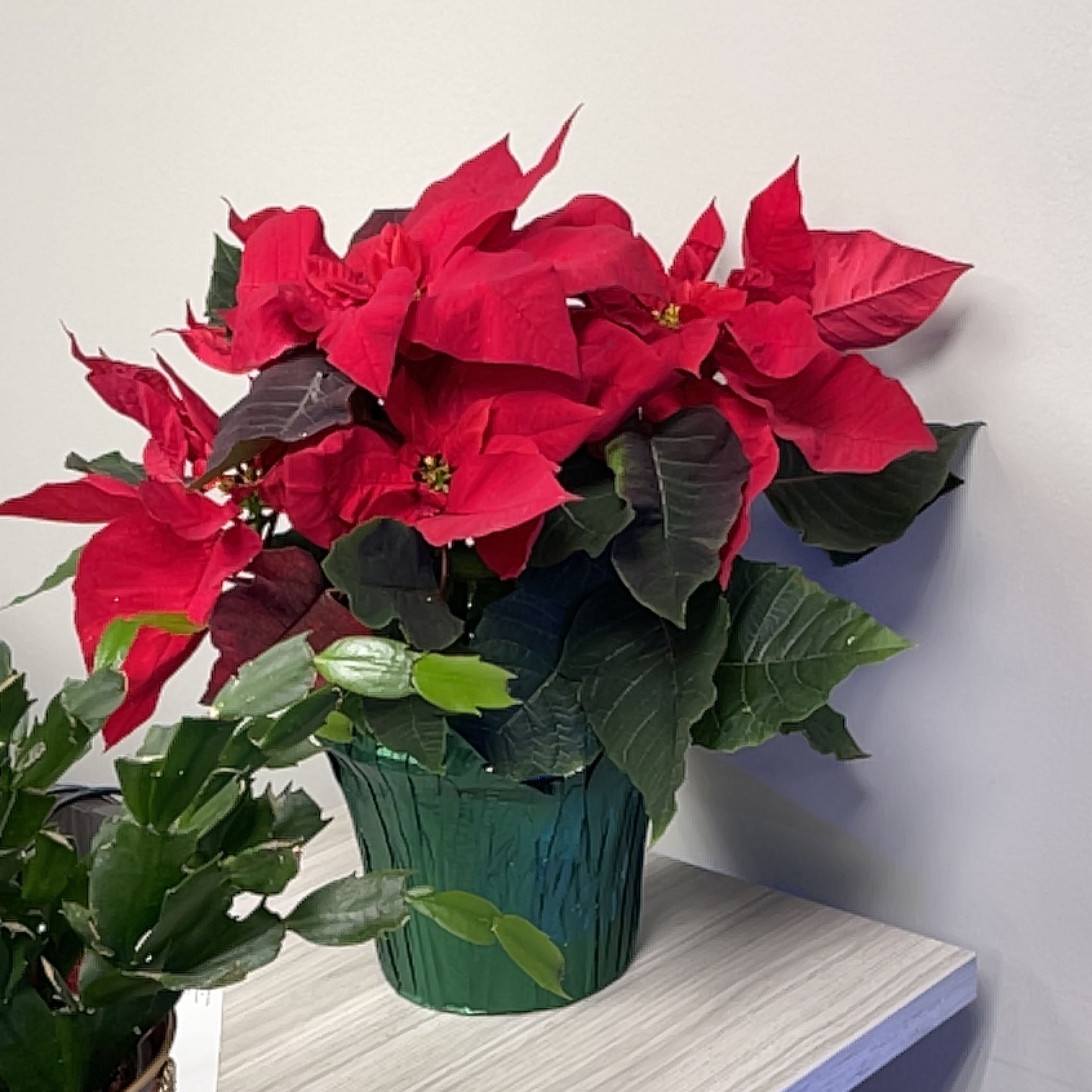 Photo of the plant species Poinsettia by @mom2ejc named Queen on Greg, the plant care app