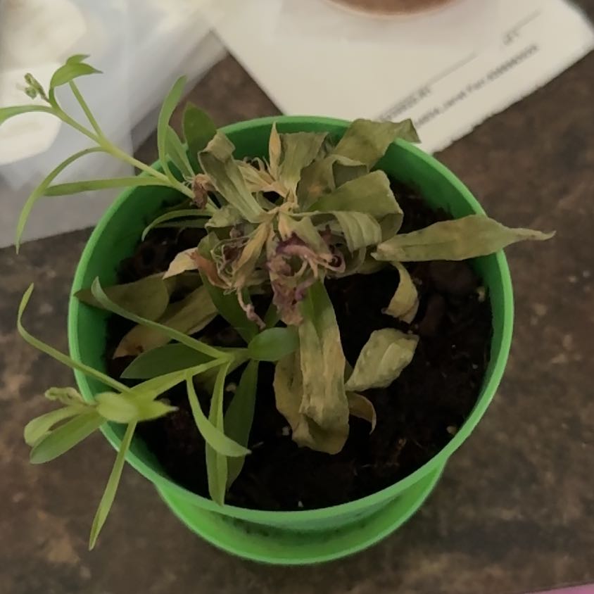 Photo of the plant species Marigold by @mom2ejc named Elle on Greg, the plant care app